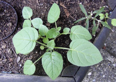 Physalis peruviana - Kapstachelbeere 06.07.07.JPG