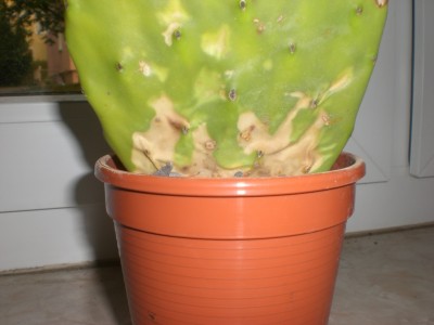 opuntia2.jpg