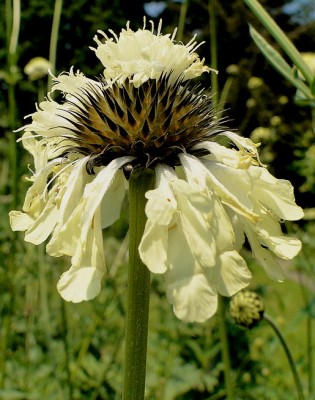 cephalaria gigantea3..jpg