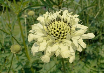 cephalaria gigantea1..jpg