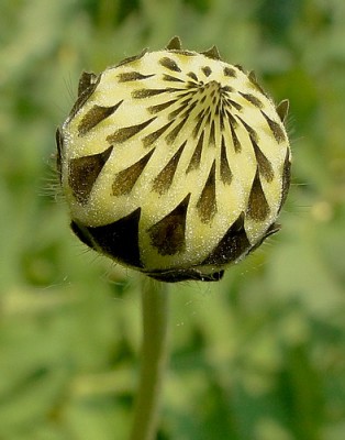 cephalaria gigantea0.jpg