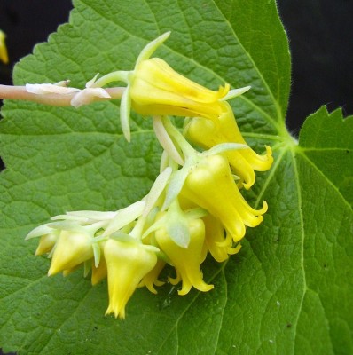 Echeveria pulidonis (8).JPG