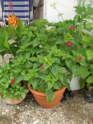 Mirabilis jalapa 06.07.10.JPG