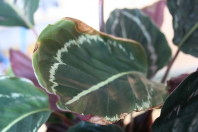 Calathea-krank-IMG_5564_s.jpg