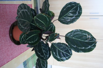 Calathea-IMG_5565_s.jpg