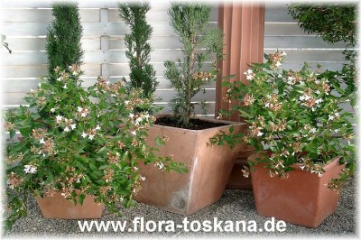 abelia_x_grandiflora_2_-_digi.jpg