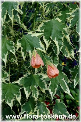 abutilon_hybride_orange_buntlaubig_2.jpg