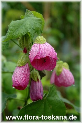 abutilon_violett_2.jpg