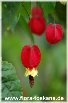 abutilon_megapotamicum-4.JPG