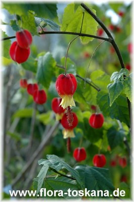 abutilon_megapotamicum-6.JPG