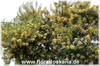 acacia-dealbata.jpg