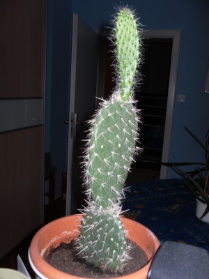Kaktus4.jpg