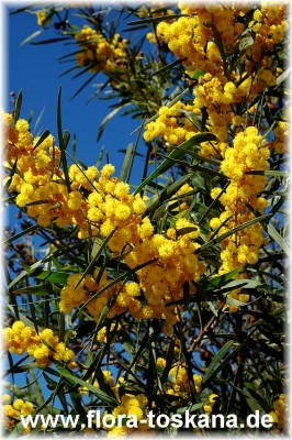 acacia_longifolia_6.jpg