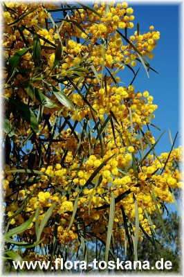 acacia_longifolia_5.jpg