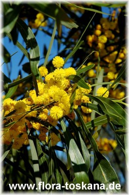 acacia_longifolia_4.jpg