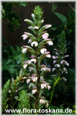 acanthus_mollis_3.jpg