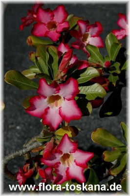 adenium_obesum_rot_mit_weisser_mitte_2.jpg