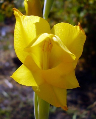 Gladiolus dalenii 2008-29 (4).JPG