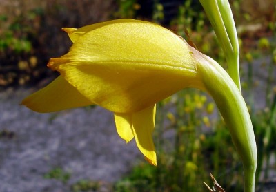 Gladiolus dalenii 2008-29 (3).JPG