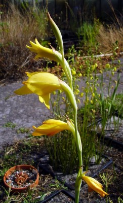 Gladiolus dalenii 2008-29 (2).JPG