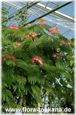 albizia_julibrissin_7.jpg