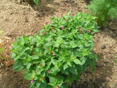 2010-07-15 Wolfsschlucht Blumen 033.JPG