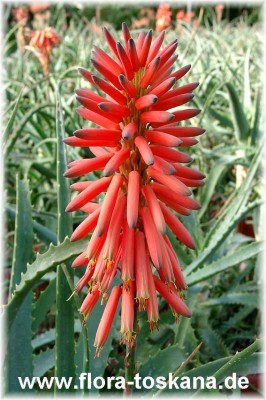 aloe_arborescens_8.jpg