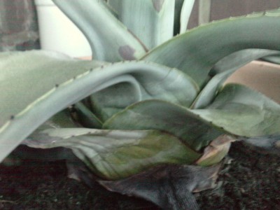 agave02.jpg