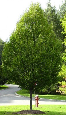 Carpinus_Betulus_Fastigiata.jpg