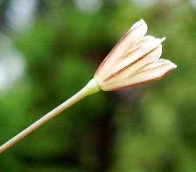 Allium lenkoranicum (2).JPG