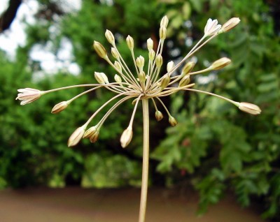 Allium lenkoranicum.JPG