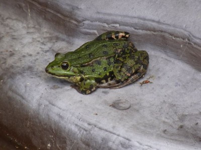 Frosch.jpg