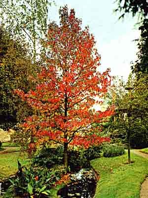 liquidambar.jpg