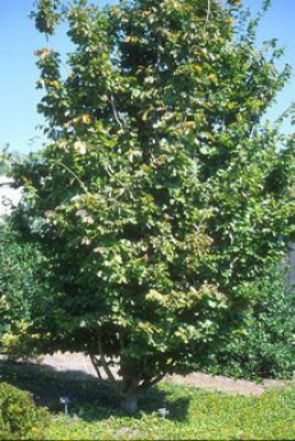 Parrotia persica3.jpg