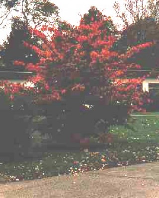 Parrotia persica.jpg