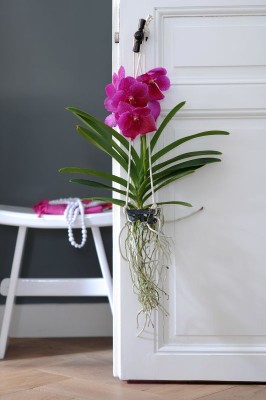 2158-lose-wurzeln-vanda-orchidee.jpg