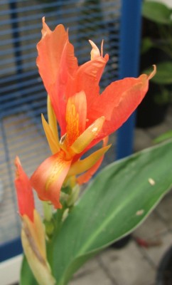 Canna grün 02.08.10.jpg