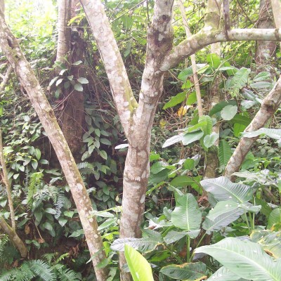 37. Unbekannte von Ecuador, Baum 2E.jpg