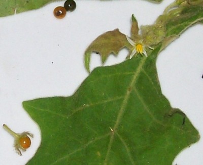 Unbekannte Solanum, 2010.08.11. C1.jpg