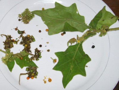 Unbekannte Solanum, 2010.08.11. C.jpg