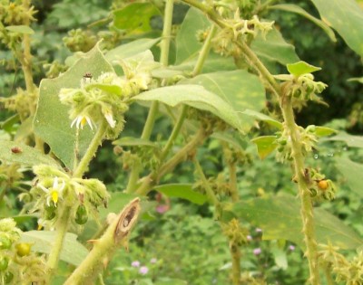 Unbekannte Solanum, 2010.08.11. B.jpg