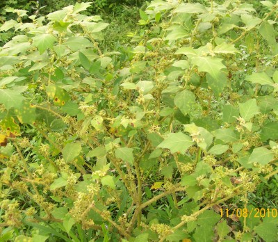 Unbekannte Solanum, 2010.08.11. A.jpg