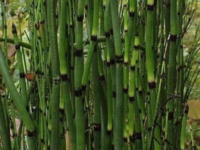 Equisetum_hyemale2.jpg