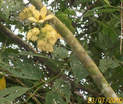 40. Unbekannte von Ecuador, Baum 7A.jpg