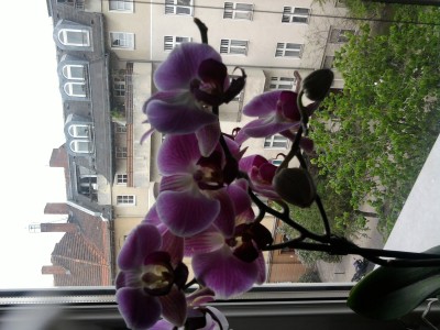 Phalaenopsis mit viel Blüten.jpg