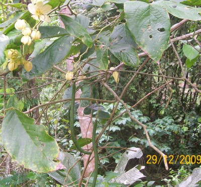 40. Unbekannte von Ecuador, Baum 7F.jpg