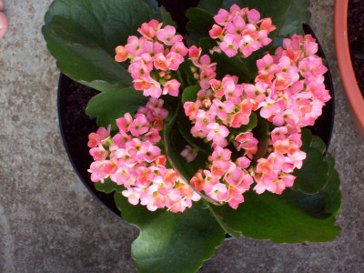 Kalanchoe.jpg