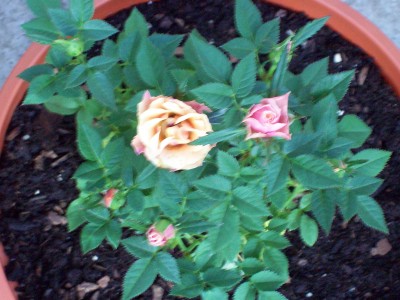 rose (eig) rosa.jpg