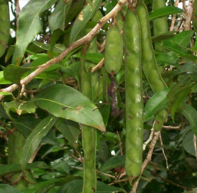 Zygia longifolia, Baum 14, Finca Julio 4.jpg