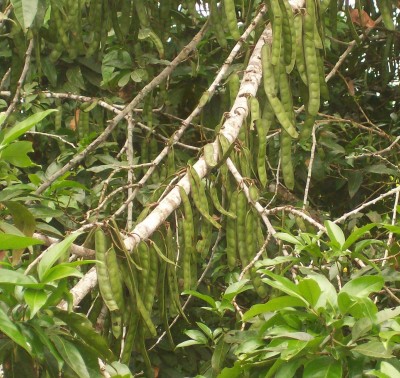 Zygia longifolia, Baum 14, Finca Julio 3.jpg